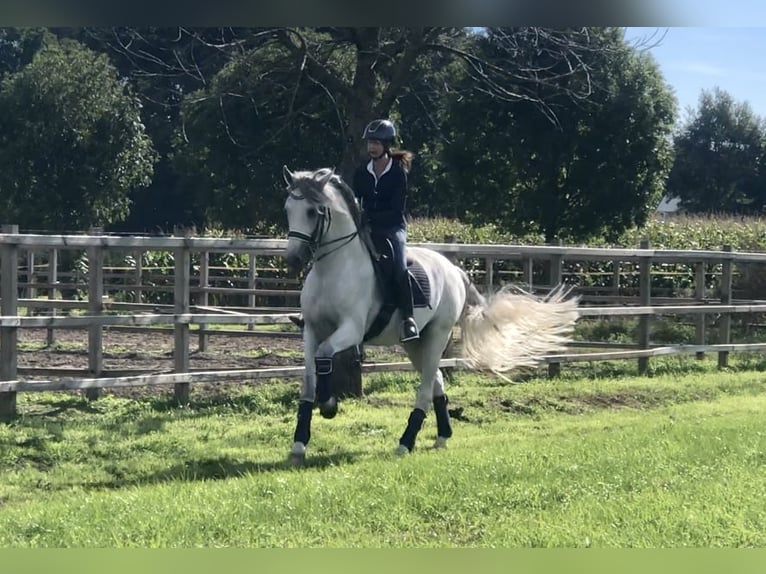 PRE Mix Stallone 7 Anni 167 cm Grigio in Neeritter