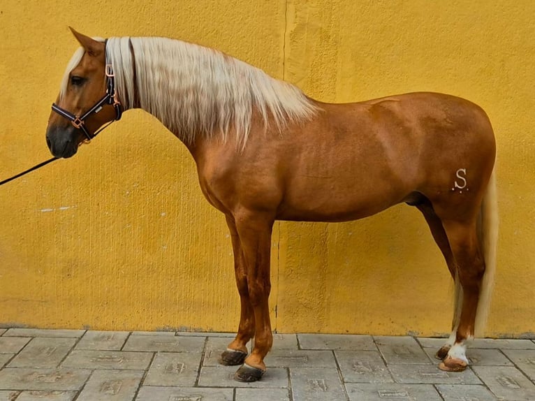 PRE Mix Stallone 7 Anni 167 cm Palomino in Navas Del Madroño