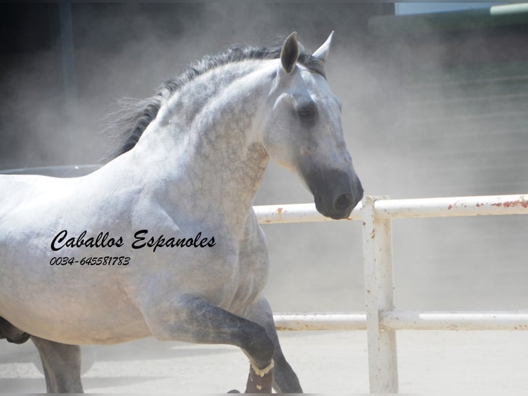 PRE Stallone 7 Anni 168 cm Grigio in Vejer de la Frontera