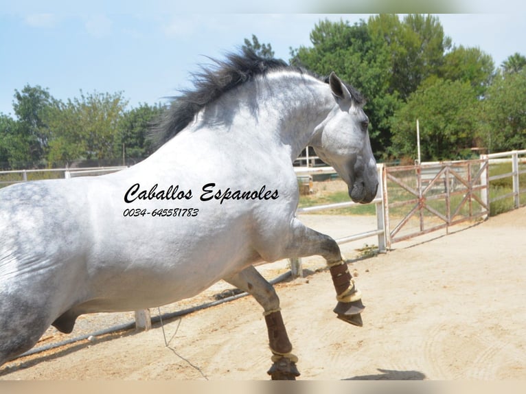 PRE Stallone 7 Anni 168 cm Grigio in Vejer de la Frontera