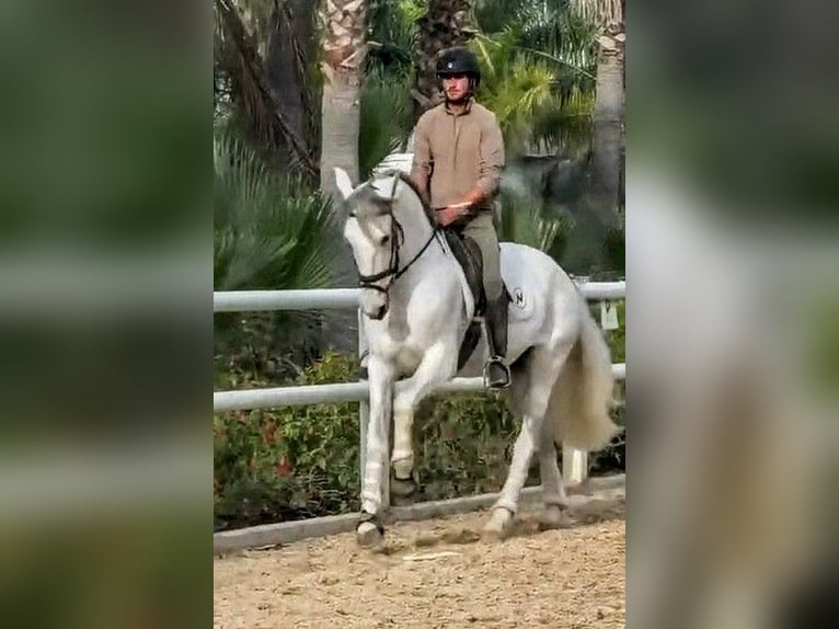 PRE Stallone 7 Anni 168 cm Grigio in Sevilla