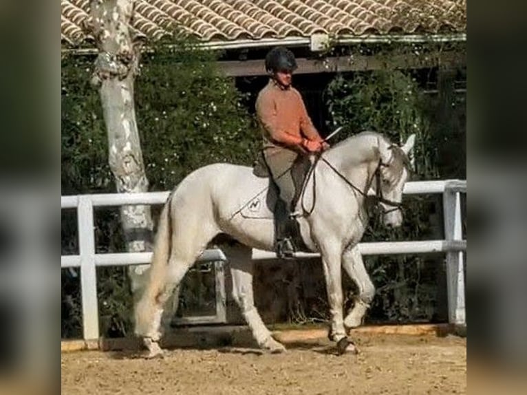 PRE Stallone 7 Anni 168 cm Grigio in Sevilla