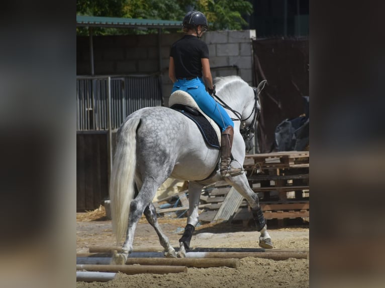 PRE Stallone 7 Anni 168 cm Grigio pezzato in Sevilla
