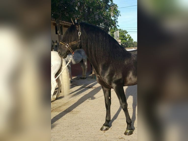 PRE Stallone 7 Anni 168 cm Morello in El Espinar