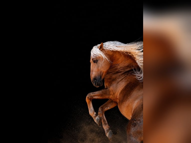 PRE Mix Stallone 7 Anni 168 cm Palomino in Valencia