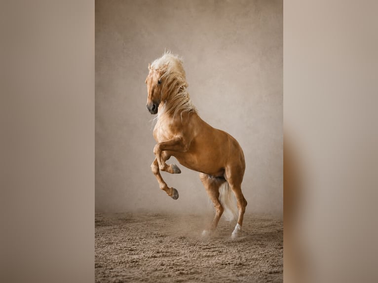 PRE Mix Stallone 7 Anni 168 cm Palomino in Valencia