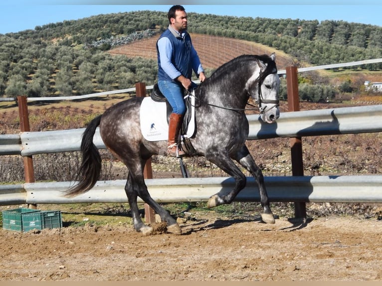 PRE Stallone 7 Anni 169 cm Grigio in Provinz Cordoba