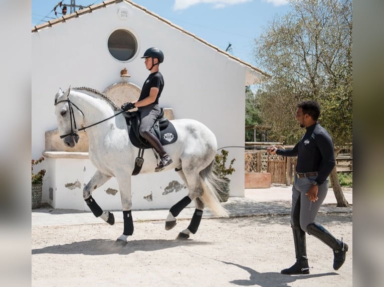 PRE Mix Stallone 7 Anni 170 cm Grigio in Los Barrios