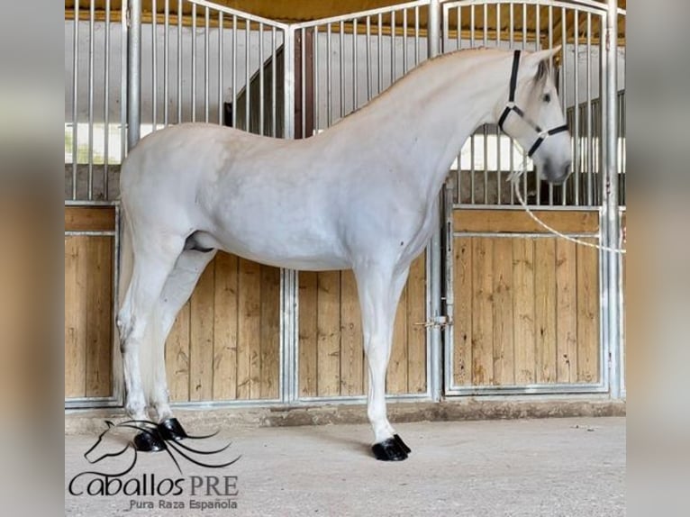 PRE Mix Stallone 7 Anni 170 cm Grigio in Merida