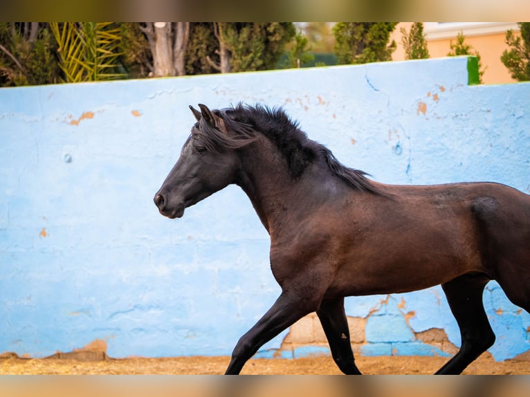 PRE Mix Stallone 7 Anni 170 cm Morello in Valencia