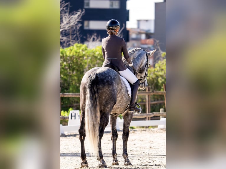 PRE Mix Stallone 7 Anni 172 cm Grigio in Sitges