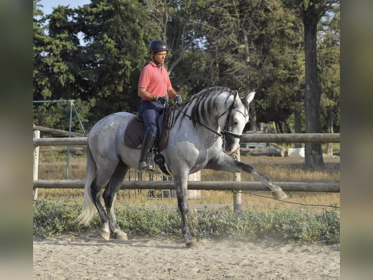 PRE Stallone 7 Anni 173 cm Grigio in Châteaurenard