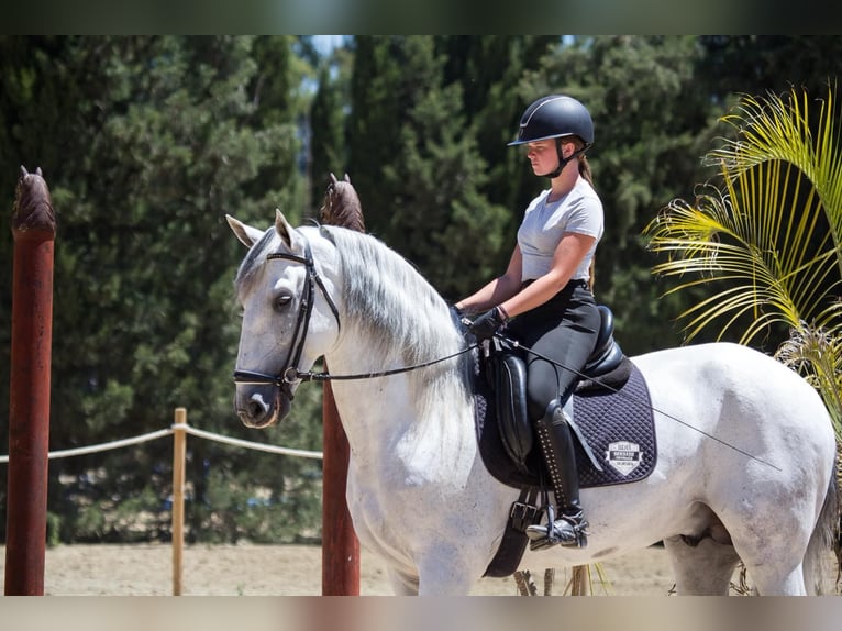 PRE Stallone 7 Anni 173 cm Grigio in Jimena De La Frontera