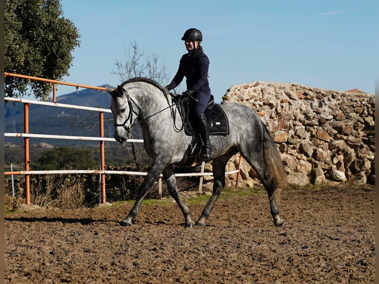 PRE Stallone 7 Anni 173 cm Grigio pezzato in MADRID