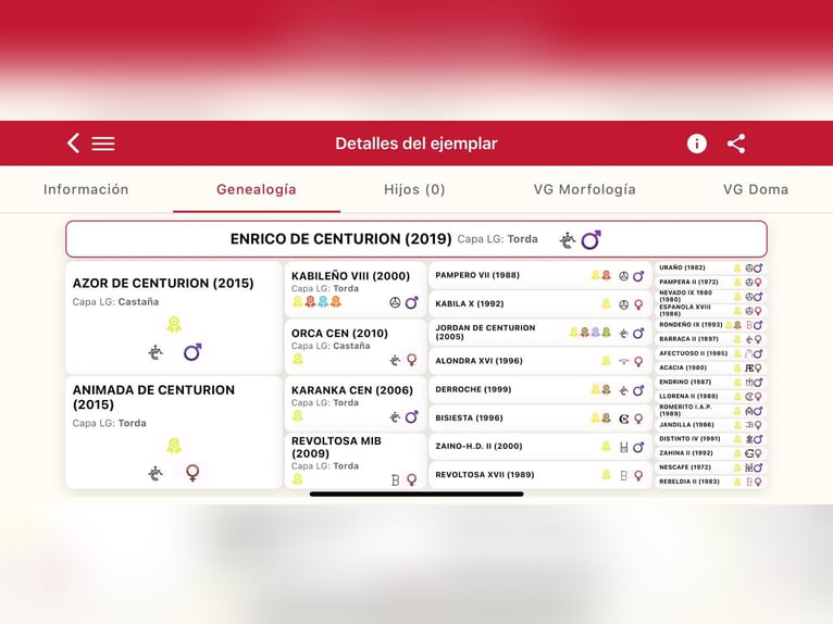 PRE Stallone 7 Anni 173 cm Grigio pezzato in MADRID