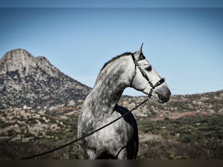 PRE Stallone 7 Anni 173 cm Grigio pezzato in MADRID