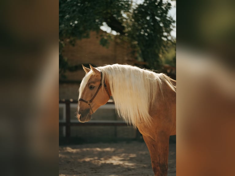 PRE Mix Stallone 7 Anni 176 cm Palomino in El Catllar