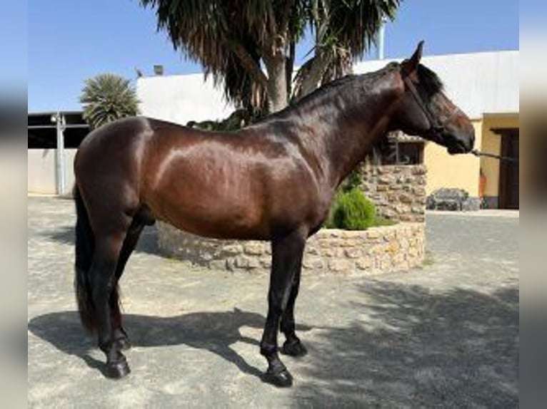 PRE Mix Stallone 7 Anni Baio ciliegia in Alicante