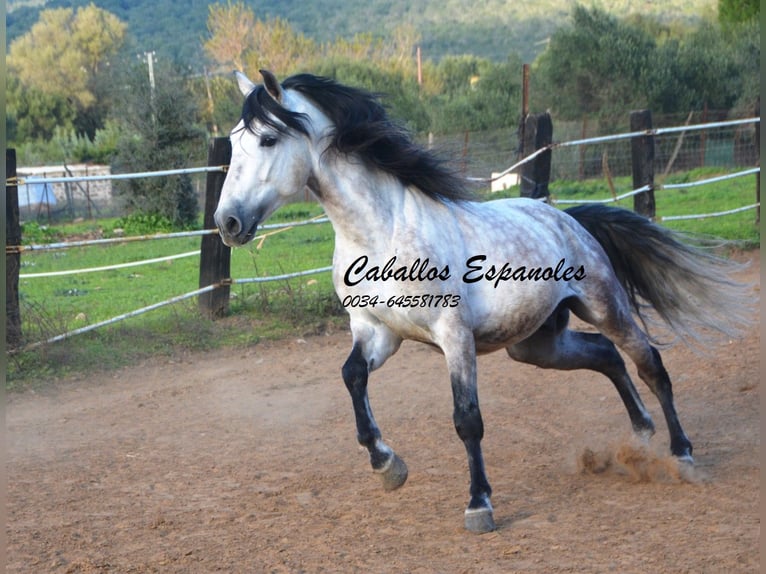 PRE Stallone 8 Anni 158 cm Grigio in Vejer de la Frontera
