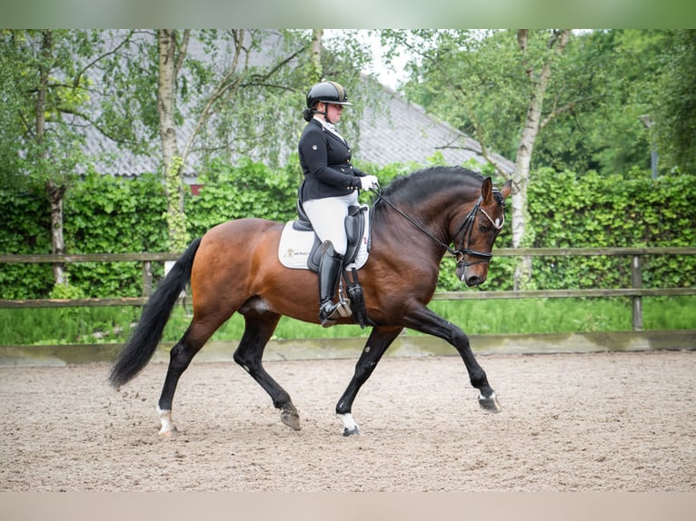 PRE Mix Stallone 8 Anni 161 cm Baio scuro in Heemskerk
