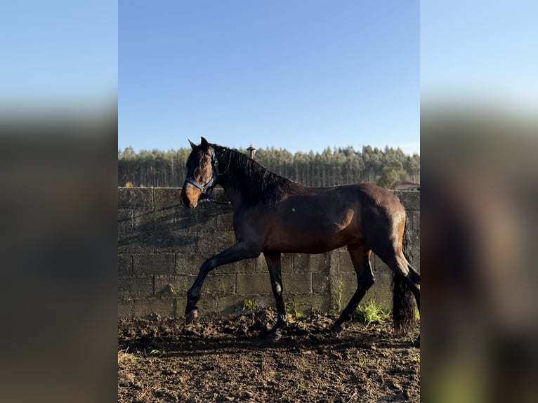 PRE Mix Stallone 8 Anni 162 cm Baio scuro in Ferrol
