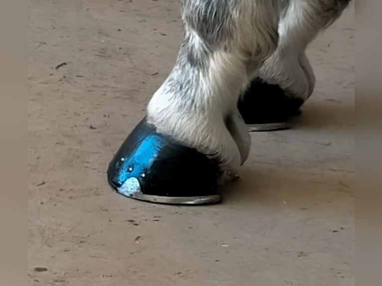 PRE Stallone 8 Anni 162 cm Grigio in Los Arenales Del Sol