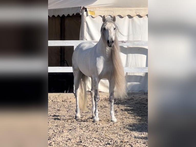 PRE Mix Stallone 8 Anni 162 cm Grigio in Granada