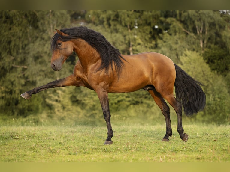 PRE Stallone 8 Anni 165 cm Baio in Kemnath