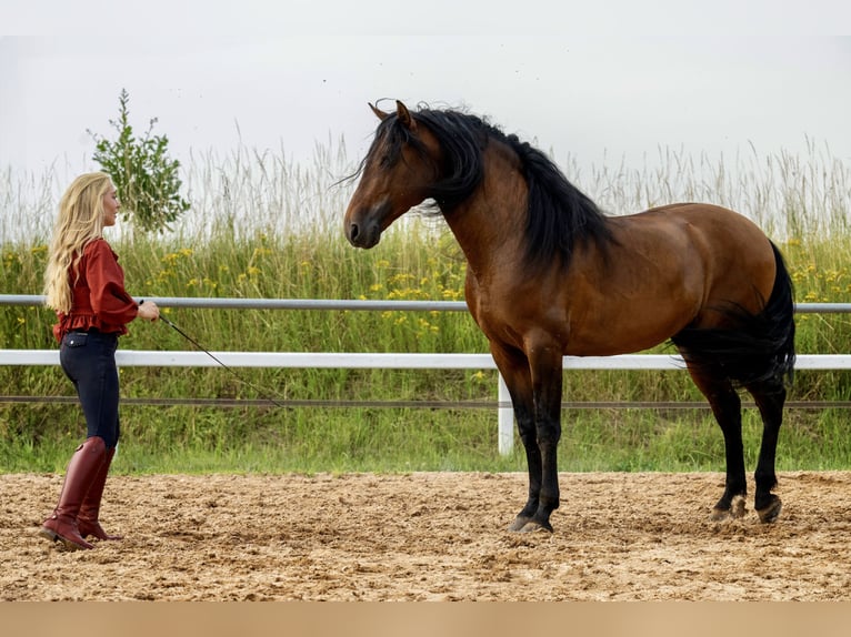 PRE Stallone 8 Anni 165 cm Baio in Kemnath