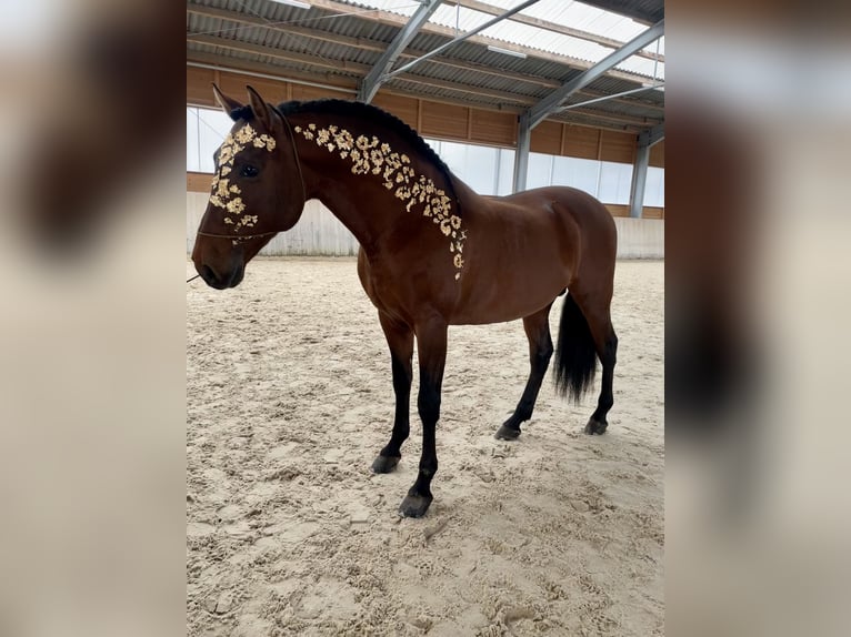 PRE Mix Stallone 8 Anni 165 cm Baio in Kemnath