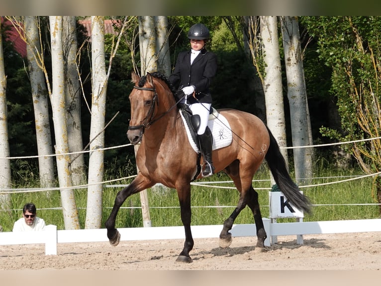 PRE Stallone 8 Anni 165 cm Falbo in Noain