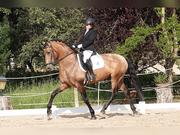 PRE Stallone 8 Anni 165 cm Falbo in Noain