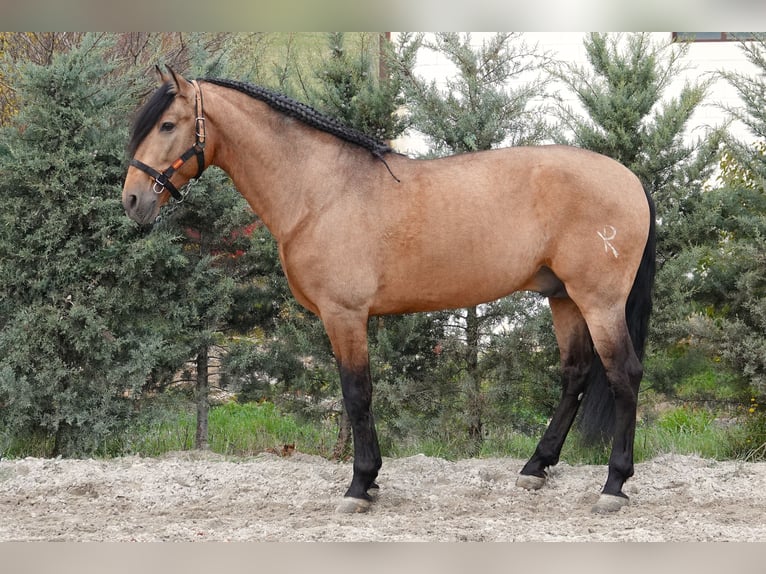 PRE Stallone 8 Anni 165 cm Falbo in Noain