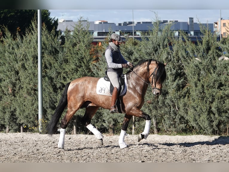 PRE Stallone 8 Anni 165 cm Falbo in Noain