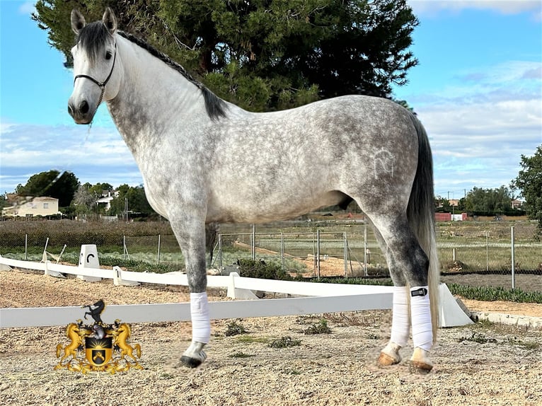 PRE Mix Stallone 8 Anni 165 cm Grigio in Campo Olivar