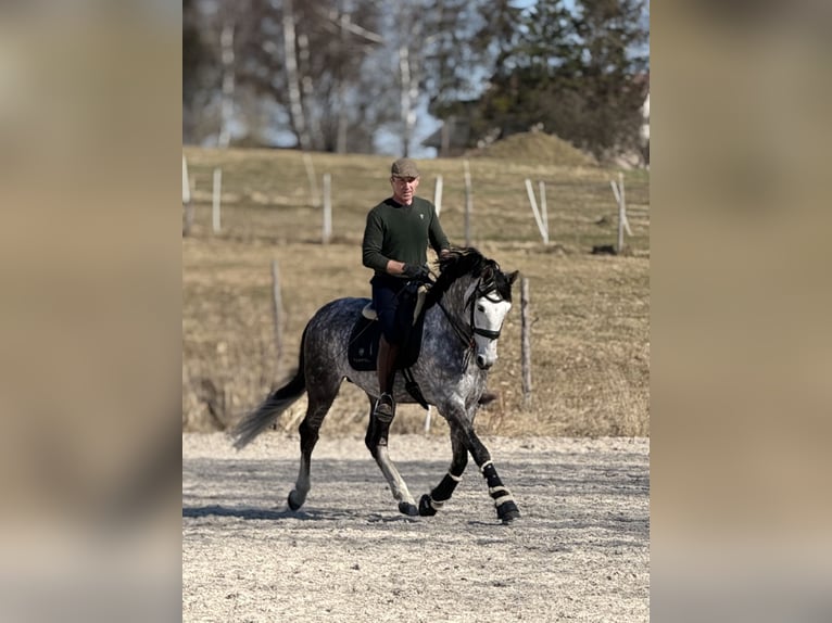 PRE Mix Stallone 8 Anni 165 cm Grigio pezzato in Zakrzów