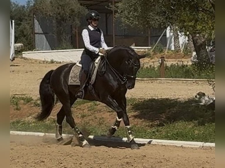 PRE Mix Stallone 8 Anni 165 cm Morello in SEVILLA