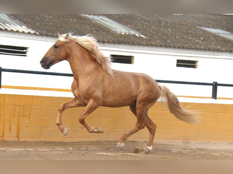 PRE Mix Stallone 8 Anni 165 cm Palomino in Hamburg