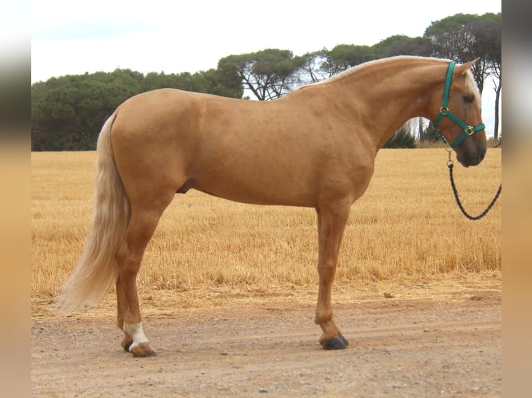 PRE Mix Stallone 8 Anni 165 cm Palomino in Hamburg