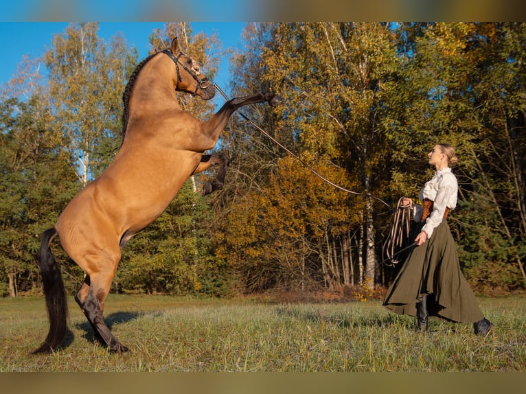 PRE Mix Stallone 8 Anni 165 cm Pelle di daino in Kaunas