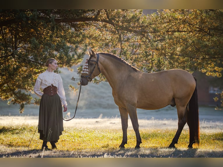 PRE Mix Stallone 8 Anni 165 cm Pelle di daino in Kaunas