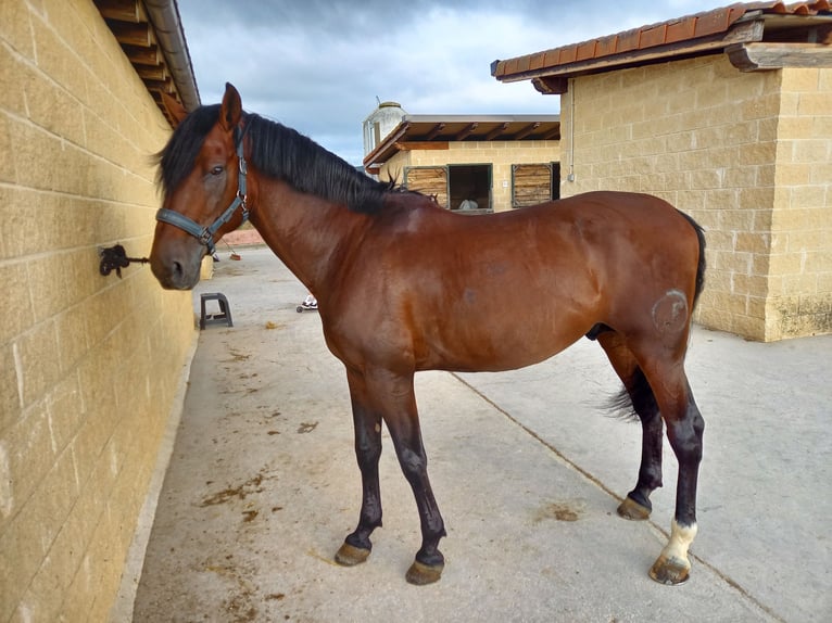 PRE Mix Stallone 8 Anni 166 cm Baio in Vitoria-Gasteiz