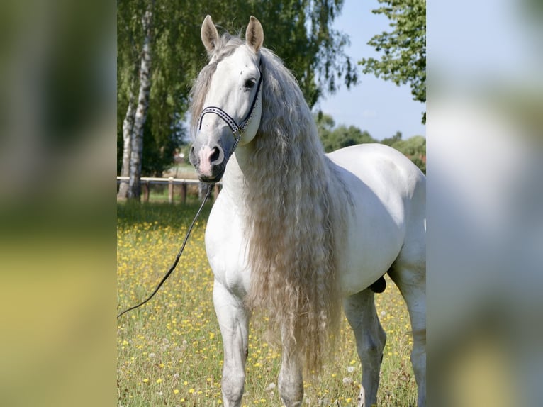 PRE Stallone 8 Anni 166 cm Grigio in 32479 Hille