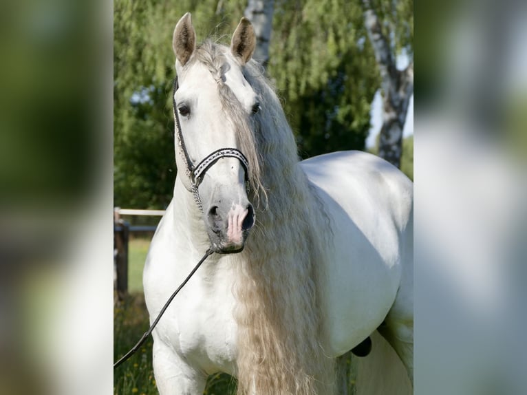 PRE Stallone 8 Anni 166 cm Grigio in 32479 Hille