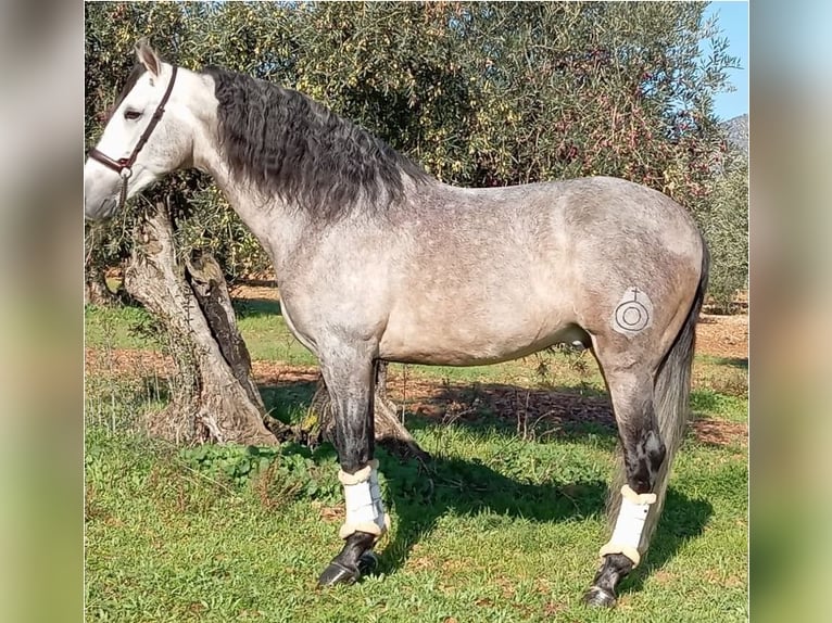 PRE Stallone 8 Anni 166 cm Grigio in Madrid