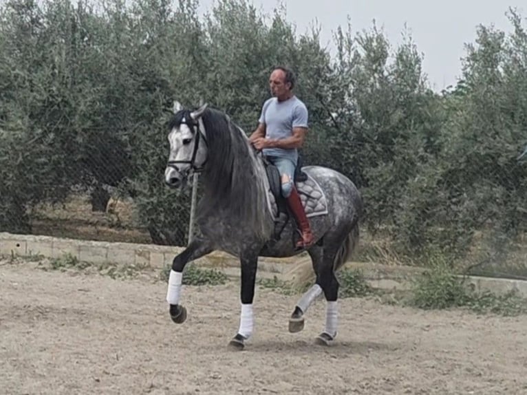 PRE Mix Stallone 8 Anni 166 cm Grigio in Coin