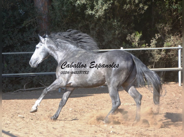 PRE Mix Stallone 8 Anni 166 cm Grigio pezzato in Vejer de la Frontera