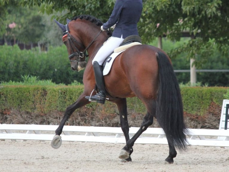 PRE Mix Stallone 8 Anni 167 cm Baio in Navas Del Madroño