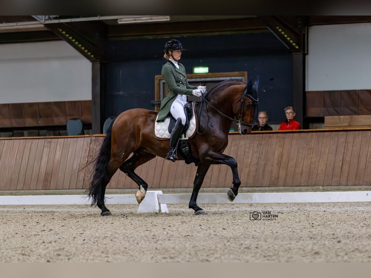 PRE Mix Stallone 8 Anni 167 cm Baio in Vinkeveen