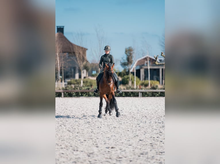 PRE Mix Stallone 8 Anni 167 cm Baio in Vinkeveen